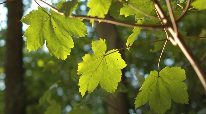 soleil dans des feuilles pour le 26e dimanche ordinaire C