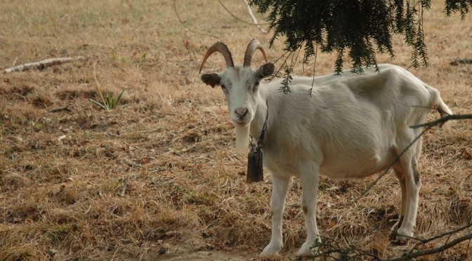 Chèvre blanche