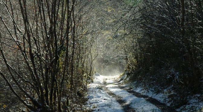 Chemin forestier enneigé et baigné de soleil