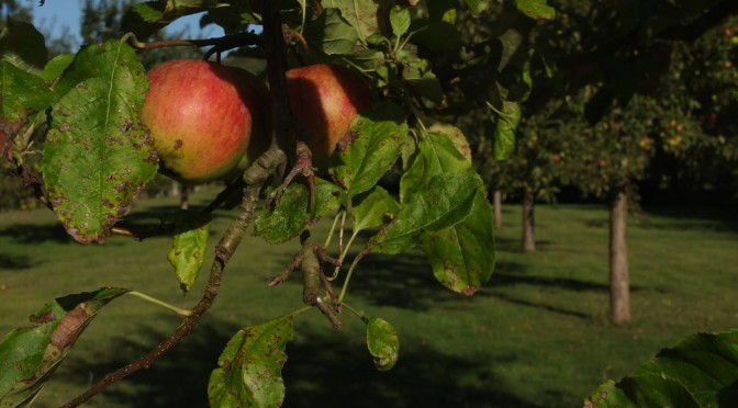 pommes sur fond de verger