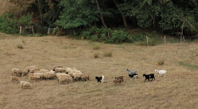 Brebis et chèvres dans un champs